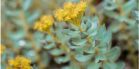 Rhodiola Rosea (fonte Pixabay - monicore)